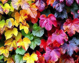 Preview wallpaper autumn, leaves, colorful, nature