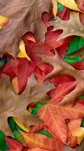 Preview wallpaper autumn, leaves, colors, shades, paints