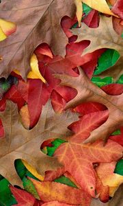 Preview wallpaper autumn, leaves, colors, shades, paints
