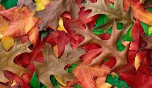 Preview wallpaper autumn, leaves, colors, shades, paints