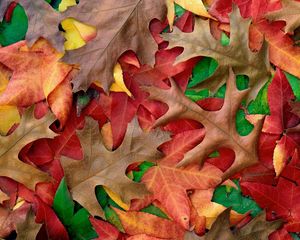 Preview wallpaper autumn, leaves, colors, shades, paints