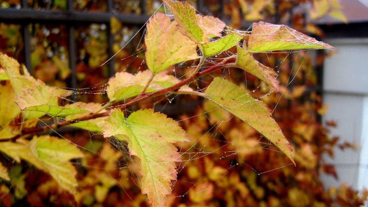 Wallpaper autumn, leaves, drops, web