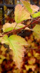 Preview wallpaper autumn, leaves, drops, web