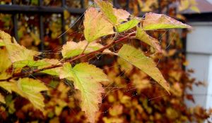 Preview wallpaper autumn, leaves, drops, web