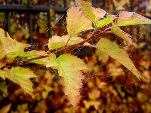 Preview wallpaper autumn, leaves, drops, web