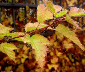 Preview wallpaper autumn, leaves, drops, web