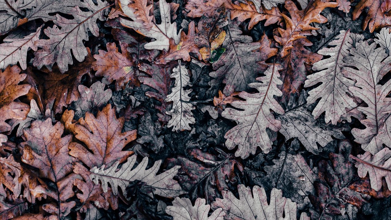 Wallpaper autumn, leaves, fallen