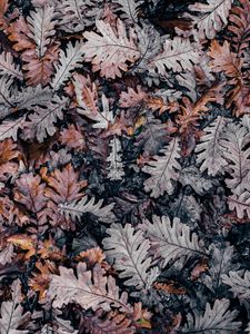 Preview wallpaper autumn, leaves, fallen