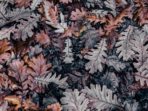 Preview wallpaper autumn, leaves, fallen