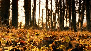 Preview wallpaper autumn, leaves, fallen, grass