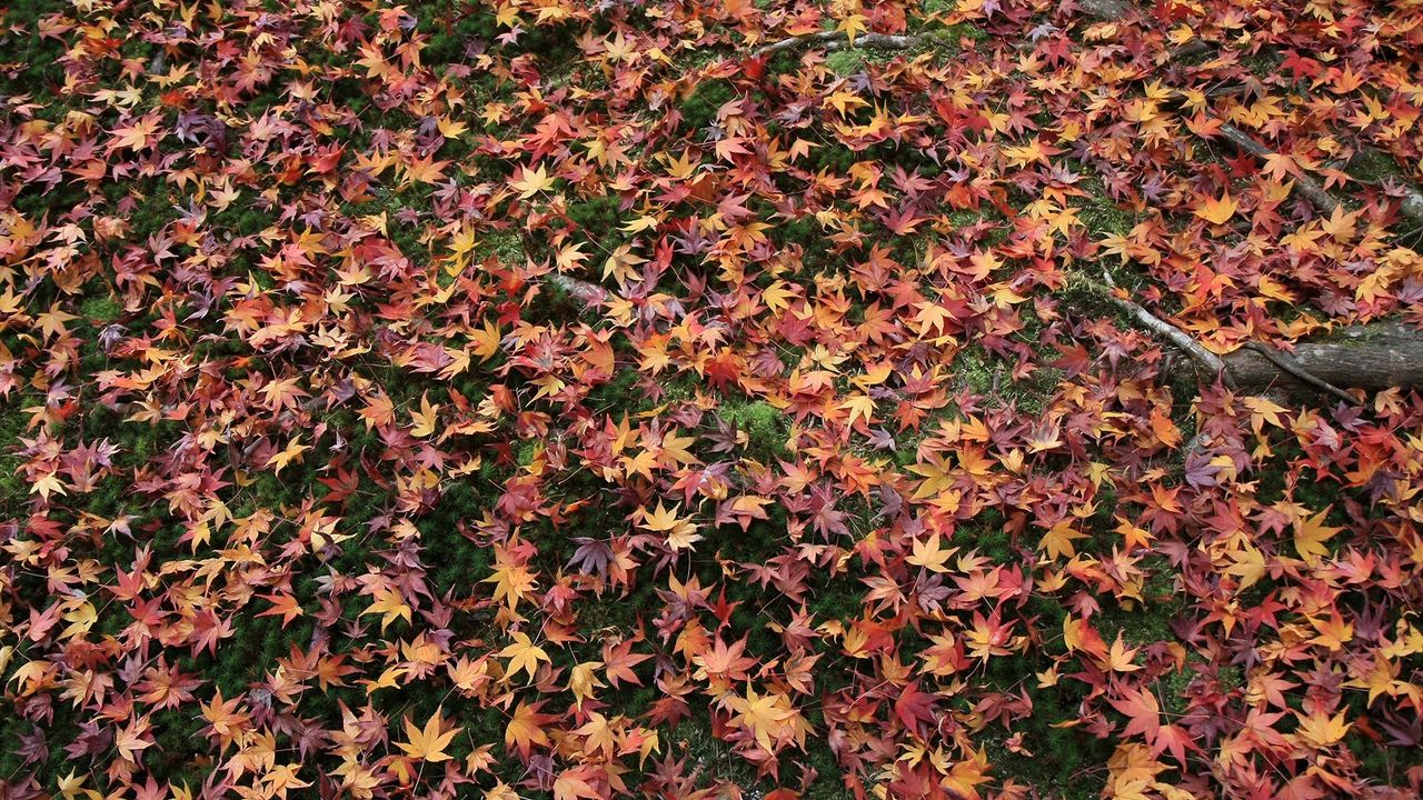 Wallpaper autumn, leaves, fallen, grass
