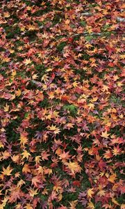 Preview wallpaper autumn, leaves, fallen, grass