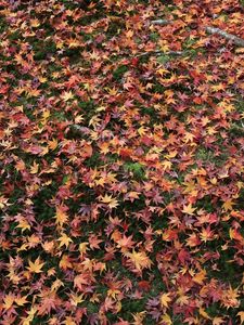 Preview wallpaper autumn, leaves, fallen, grass