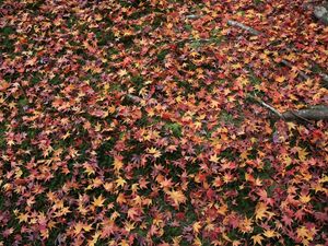 Preview wallpaper autumn, leaves, fallen, grass