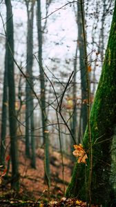 Preview wallpaper autumn, leaves, fallen leaves, tree, nature