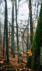 Preview wallpaper autumn, leaves, fallen leaves, tree, nature