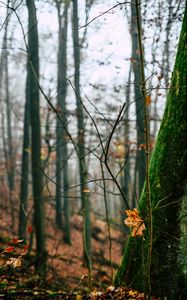 Preview wallpaper autumn, leaves, fallen leaves, tree, nature