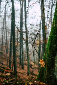 Preview wallpaper autumn, leaves, fallen leaves, tree, nature