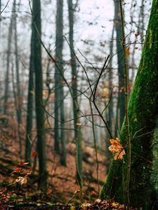 Preview wallpaper autumn, leaves, fallen leaves, tree, nature