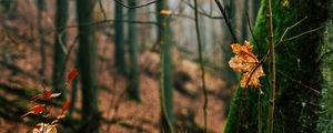 Preview wallpaper autumn, leaves, fallen leaves, tree, nature