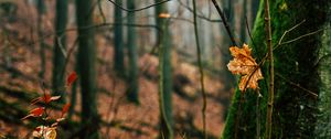 Preview wallpaper autumn, leaves, fallen leaves, tree, nature