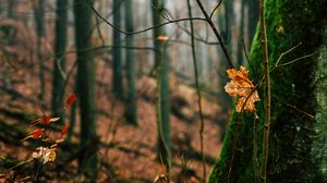 Preview wallpaper autumn, leaves, fallen leaves, tree, nature