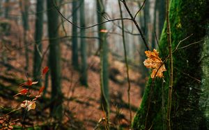 Preview wallpaper autumn, leaves, fallen leaves, tree, nature