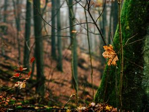 Preview wallpaper autumn, leaves, fallen leaves, tree, nature