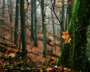 Preview wallpaper autumn, leaves, fallen leaves, tree, nature