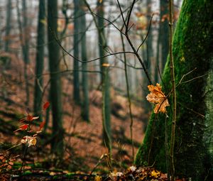 Preview wallpaper autumn, leaves, fallen leaves, tree, nature