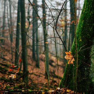 Preview wallpaper autumn, leaves, fallen leaves, tree, nature