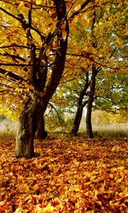 Preview wallpaper autumn, leaves, foliage, dry