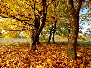 Preview wallpaper autumn, leaves, foliage, dry