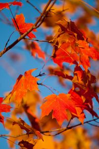 Preview wallpaper autumn, leaves, maple, branches, blur