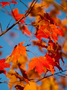 Preview wallpaper autumn, leaves, maple, branches, blur