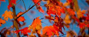 Preview wallpaper autumn, leaves, maple, branches, blur