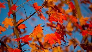 Preview wallpaper autumn, leaves, maple, branches, blur