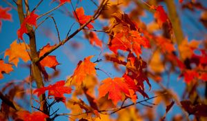 Preview wallpaper autumn, leaves, maple, branches, blur