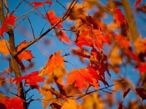 Preview wallpaper autumn, leaves, maple, branches, blur