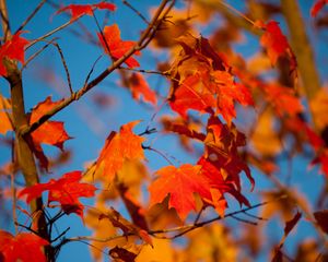 Preview wallpaper autumn, leaves, maple, branches, blur