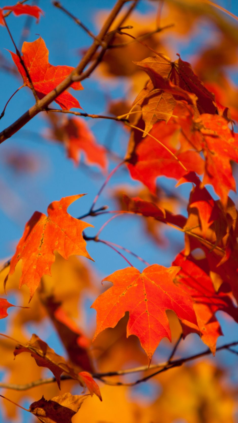 Colorful Leaves Autumn 5k, HD Nature, 4k Wallpapers, Images, Backgrounds,  Photos and Pictures