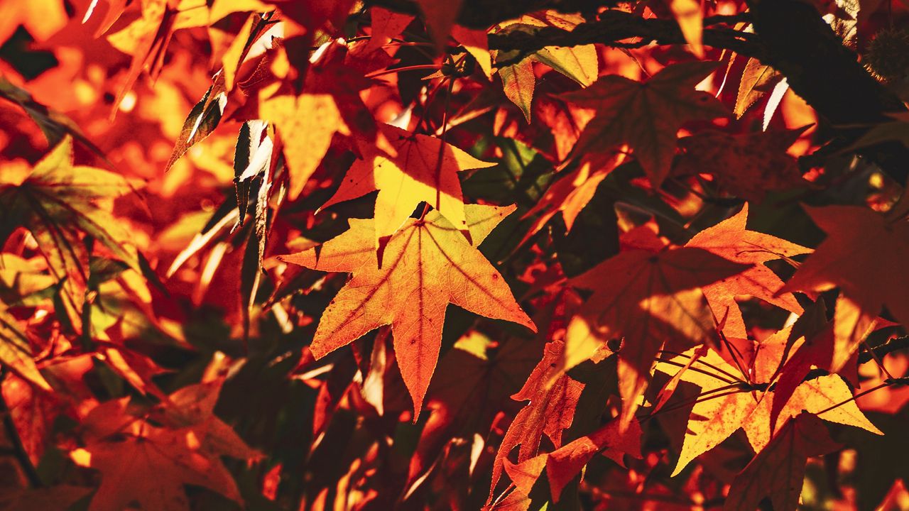 Wallpaper autumn, leaves, maple, branch, sunlight, shadow
