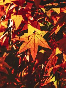 Preview wallpaper autumn, leaves, maple, branch, sunlight, shadow