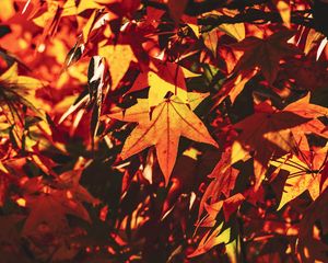 Preview wallpaper autumn, leaves, maple, branch, sunlight, shadow