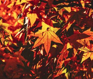 Preview wallpaper autumn, leaves, maple, branch, sunlight, shadow