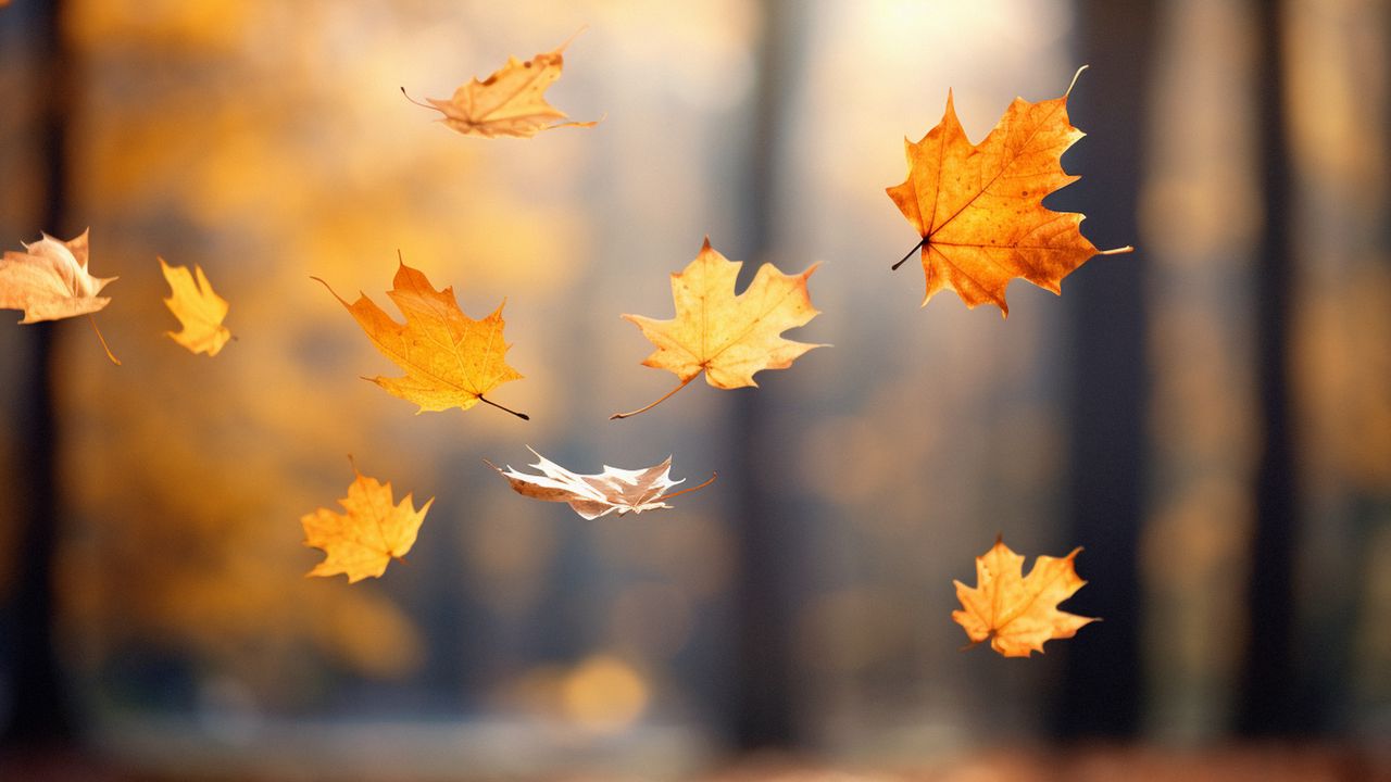 Wallpaper autumn, leaves, maple leaves, blur