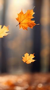 Preview wallpaper autumn, leaves, maple leaves, blur