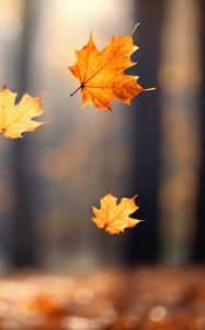 Preview wallpaper autumn, leaves, maple leaves, blur