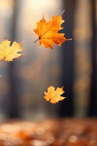 Preview wallpaper autumn, leaves, maple leaves, blur