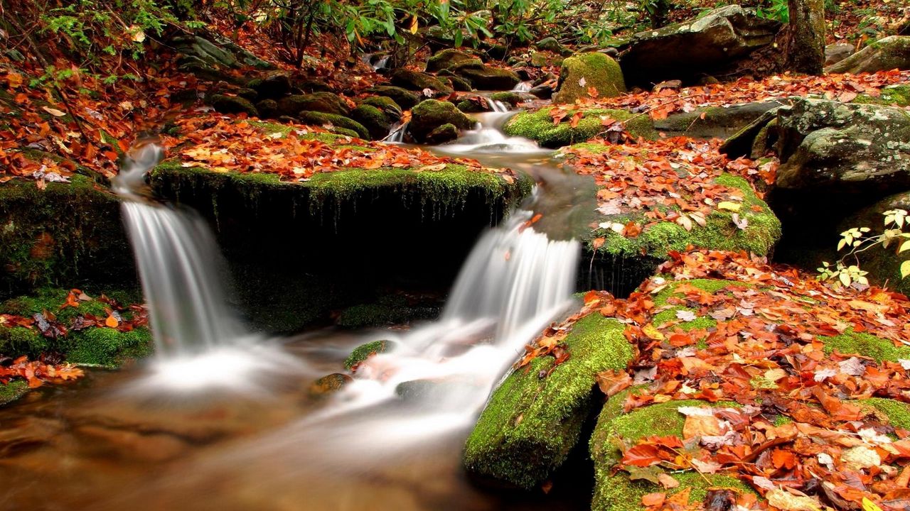 Wallpaper autumn, leaves, moss, stones, water, wood, river, source